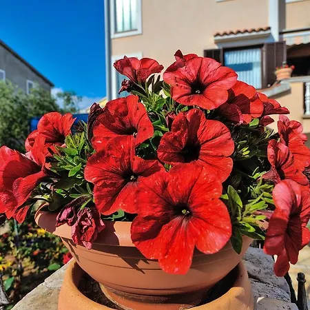 Apartamento Lavandula